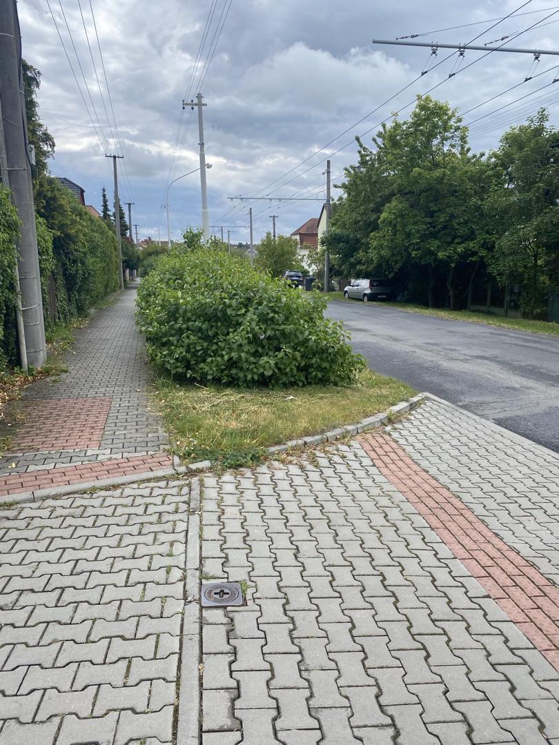 zeleň bránící ve výhledu 